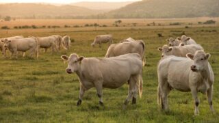 PERTE Agroalimentario II