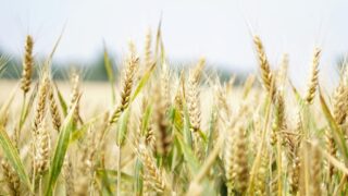 Ayuda a inversiones en transformación, comercialización y desarrollo de productos agroalimentarios Baleares