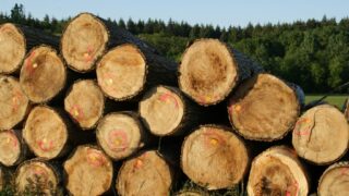 Ayudas para productos agrarios, silvícolas y de la alimentación en Castilla y León