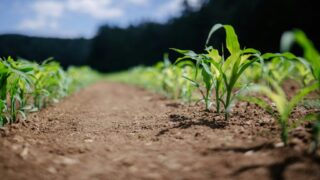 Ayudas a inversiones para la transformación, comercialización y/o desarrollo de productos agroalimentarios