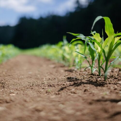 Ayudas a inversiones para la transformación, comercialización y/o desarrollo de productos agroalimentarios