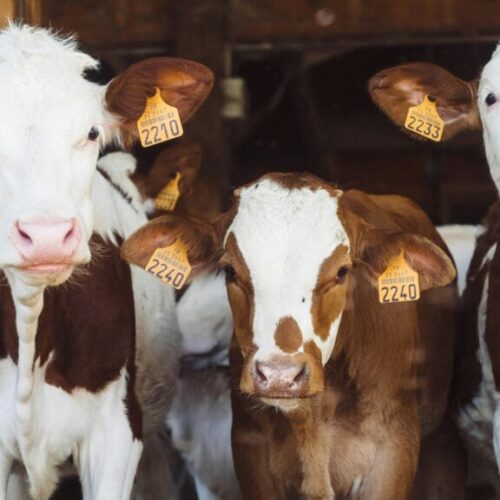 Ayudas a la inversión en explotaciones agrarias en Asturias 2025-2026