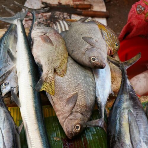 Ayudas para fomentar la pesca y la acuicultura y la transformación y comercialización de productos pesqueros