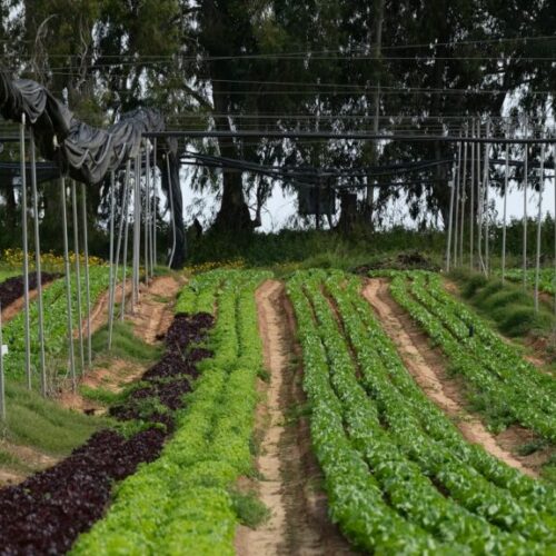 Ayudas a inversiones en transformación, comercialización y desarrollo de productos agroalimentarios en Baleares 2025-2026